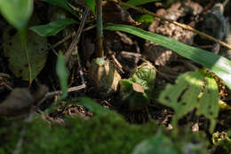 Image of Calanthe labrosa (Rchb. fil.) Rchb. fil.