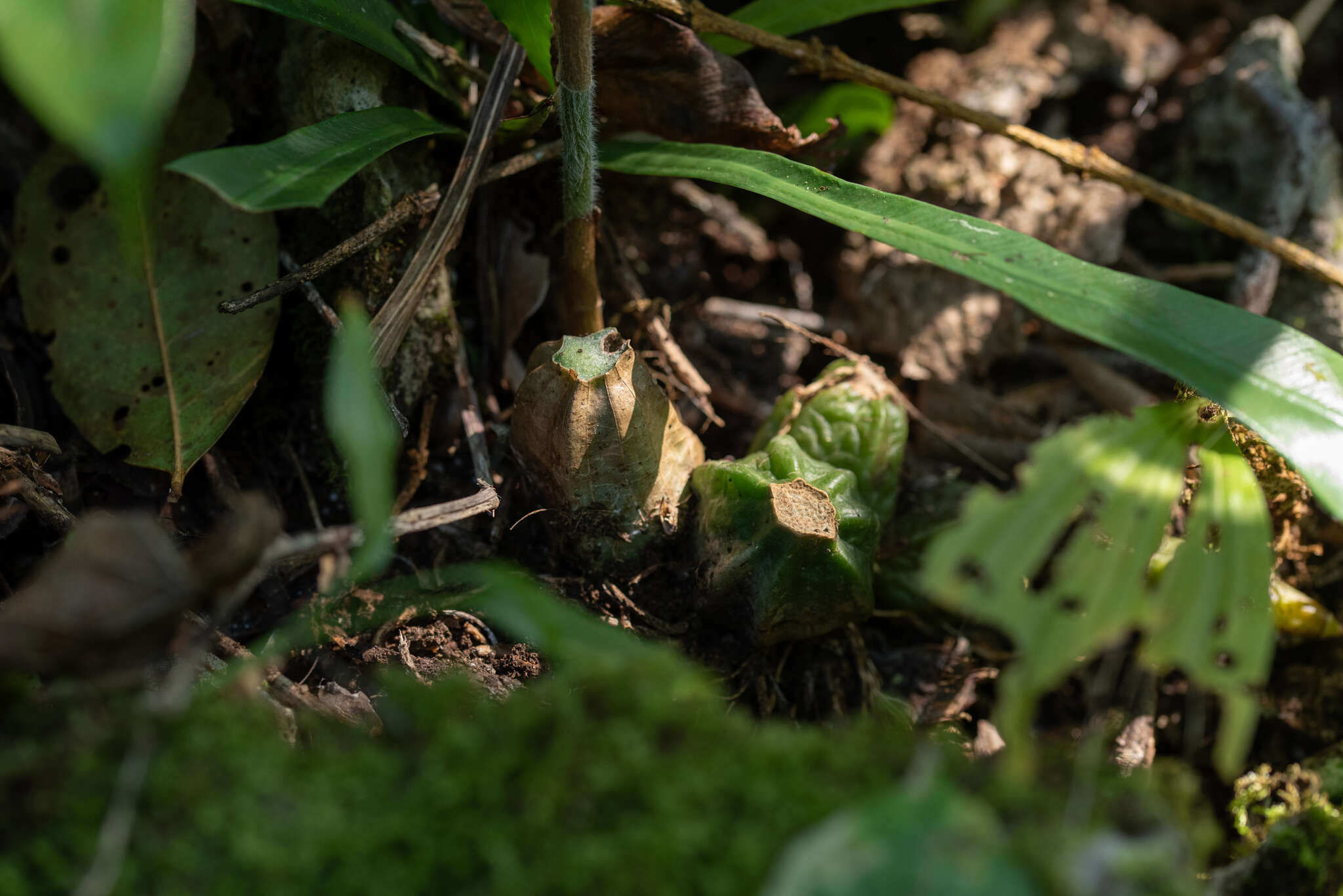 Image of Calanthe labrosa (Rchb. fil.) Rchb. fil.