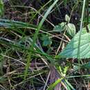 Image of Cyperus filipes Benth.