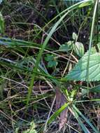 Image of Cyperus filipes Benth.