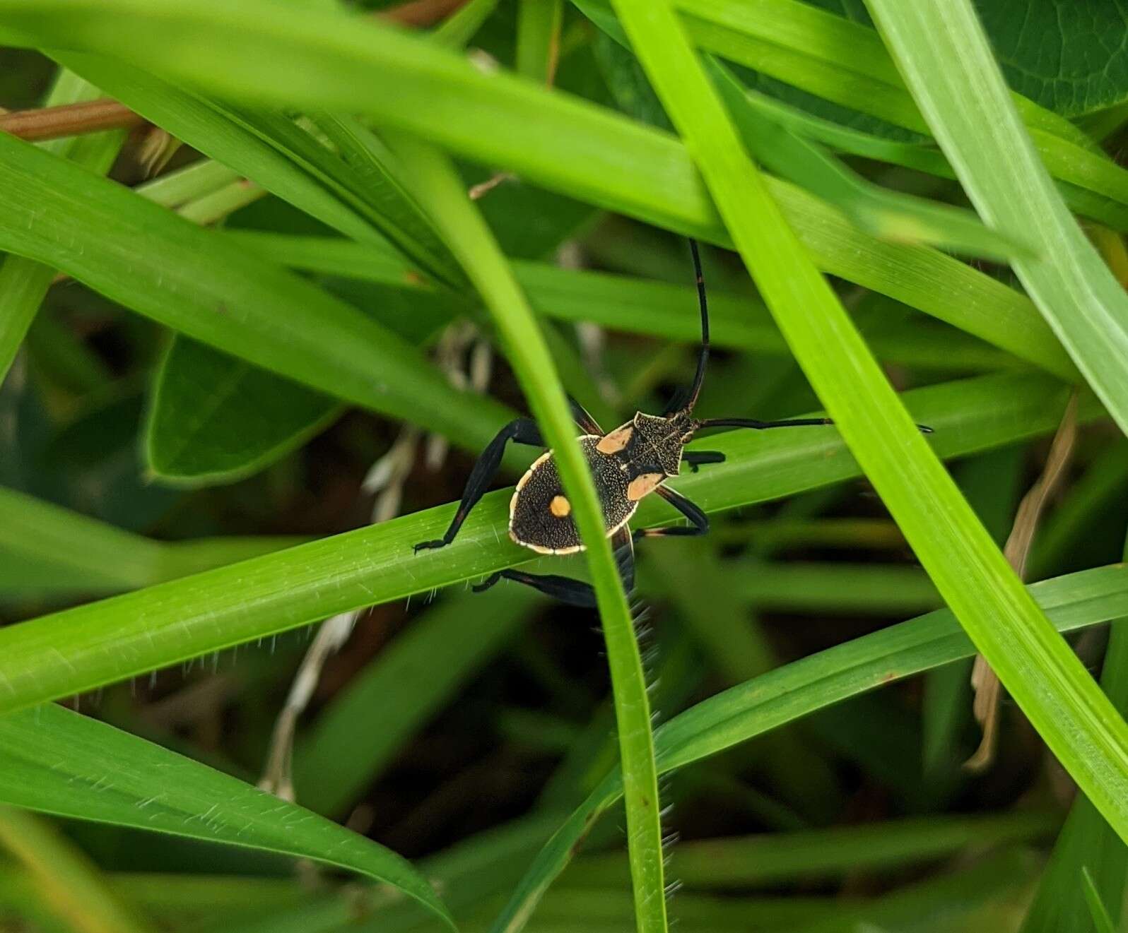 Image of Crusader bug