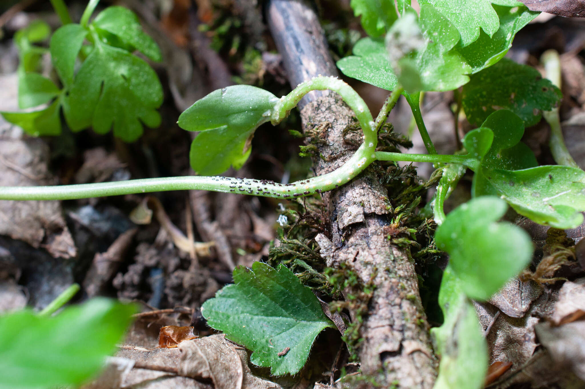 Imagem de Puccinia albescens Grev. 1889