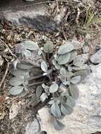 Image of Charleston phacelia