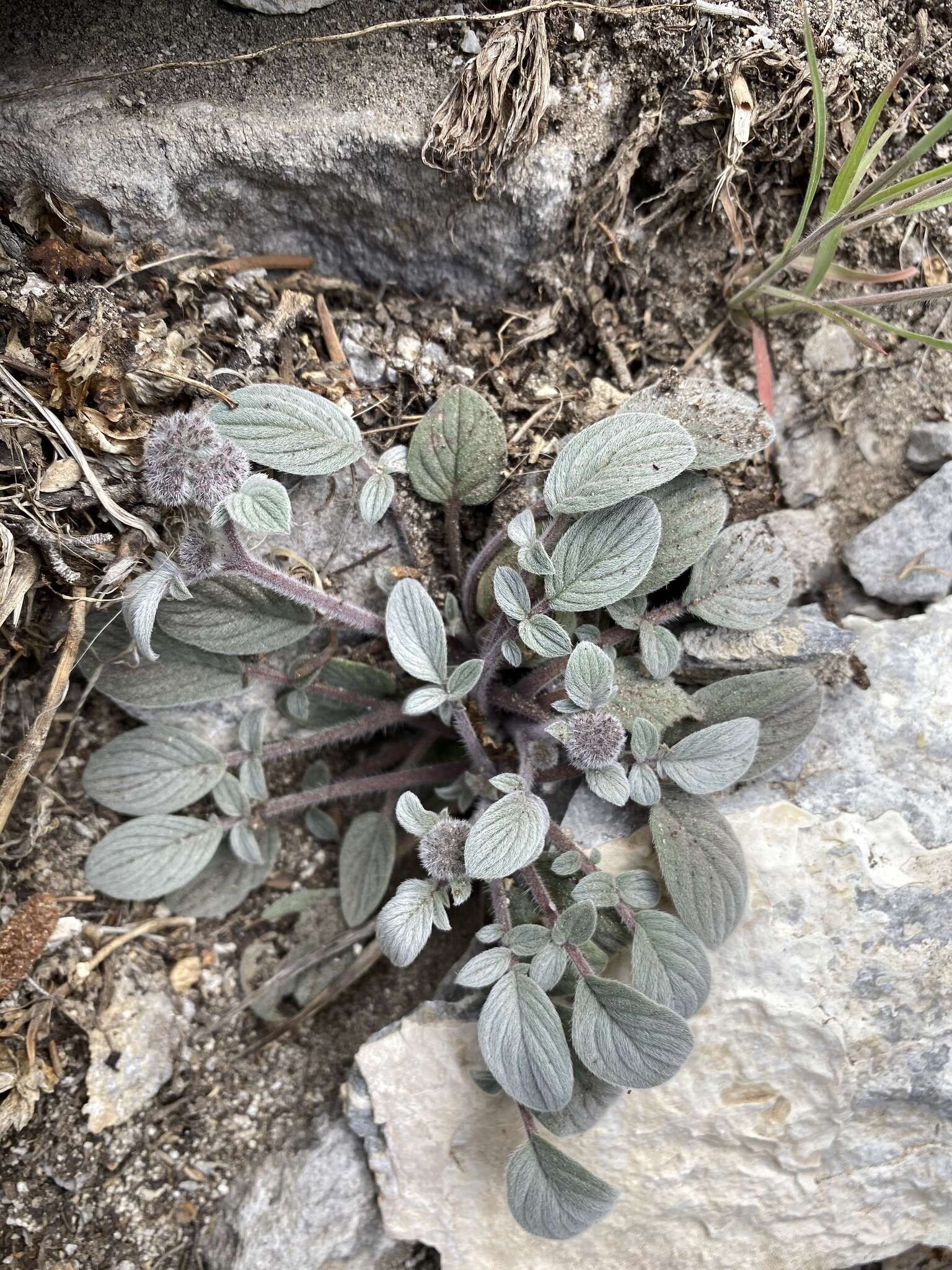 Image of Charleston phacelia