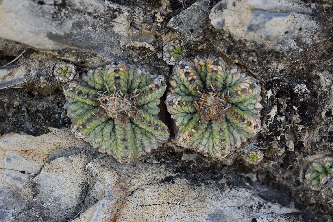 Image of Aztec Cactus