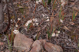 Image of Tritonia flabellifolia var. flabellifolia