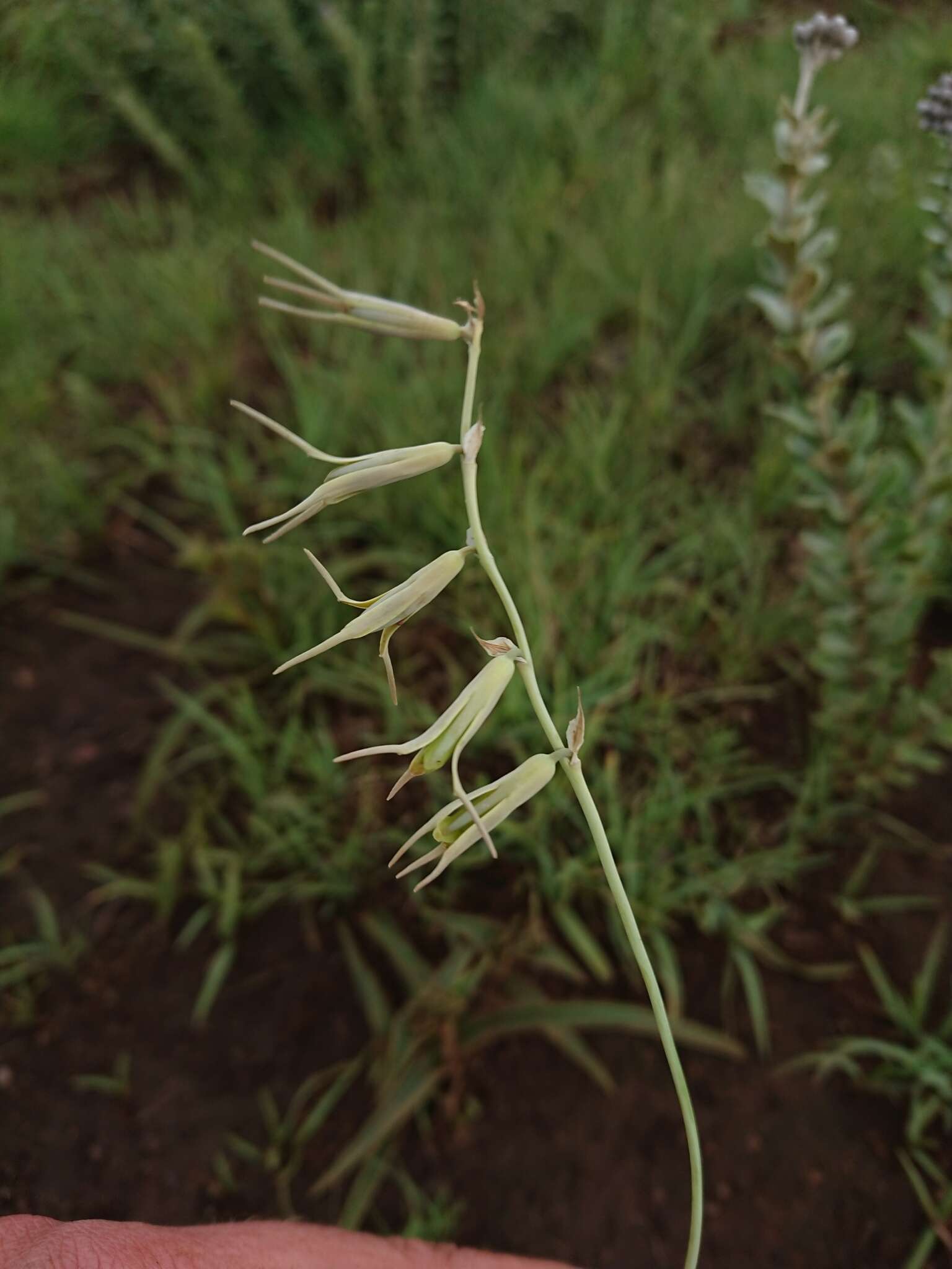 Plancia ëd Dipcadi rigidifolium Baker