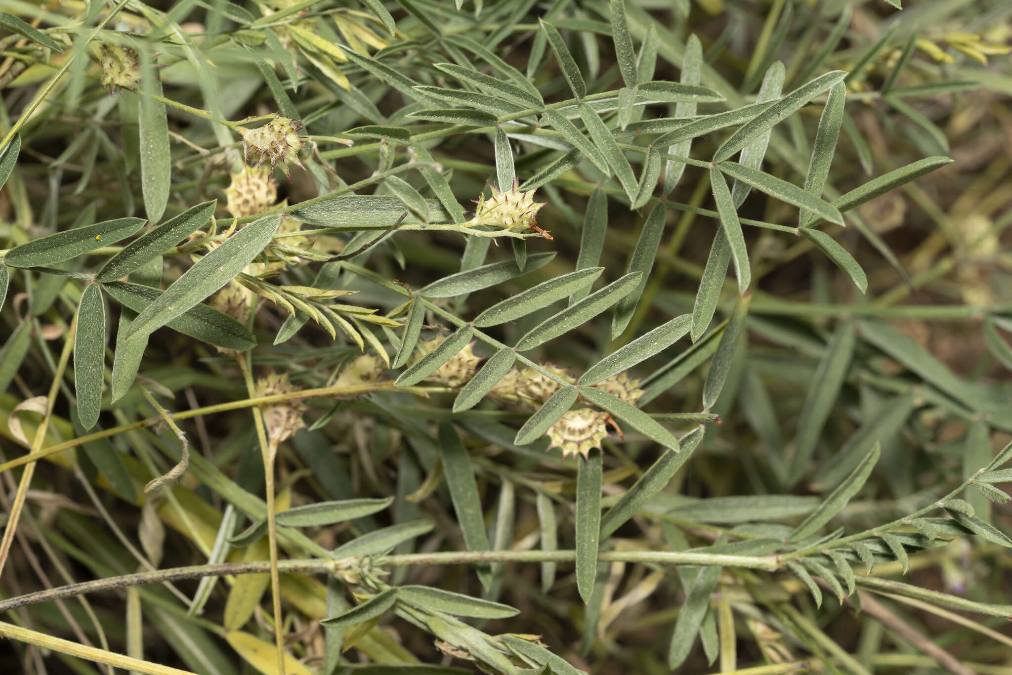 Plancia ëd Onobrychis gracilis Besser