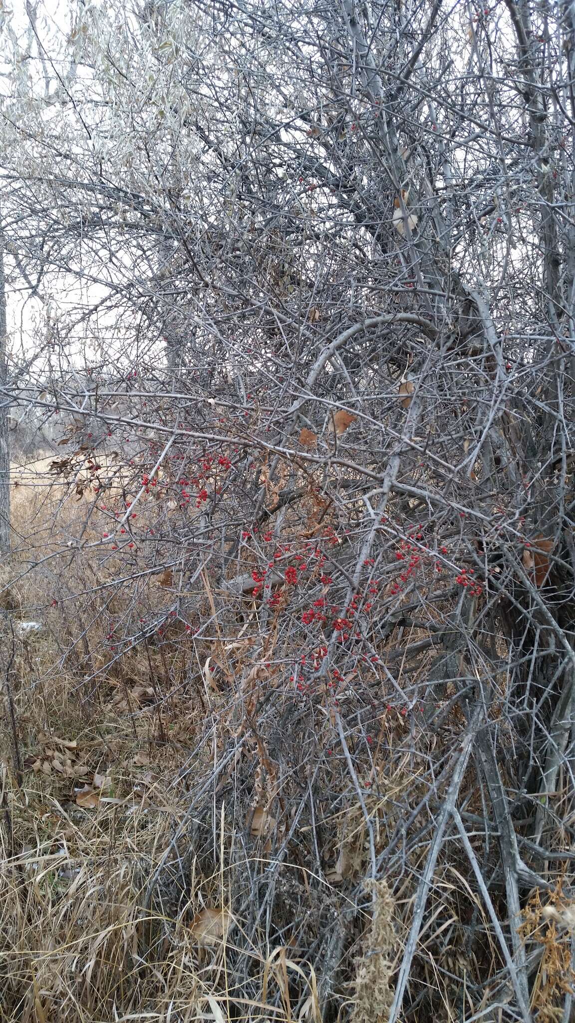 Image of silver buffaloberry