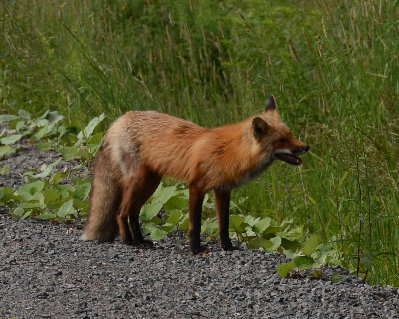 Image of Vulpes vulpes rubricosa Bangs 1898