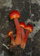 Image of Hygrocybe minutula (Peck) Murrill 1916