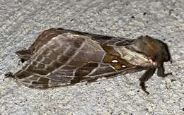 Image of Silver-spotted Ghost Moth