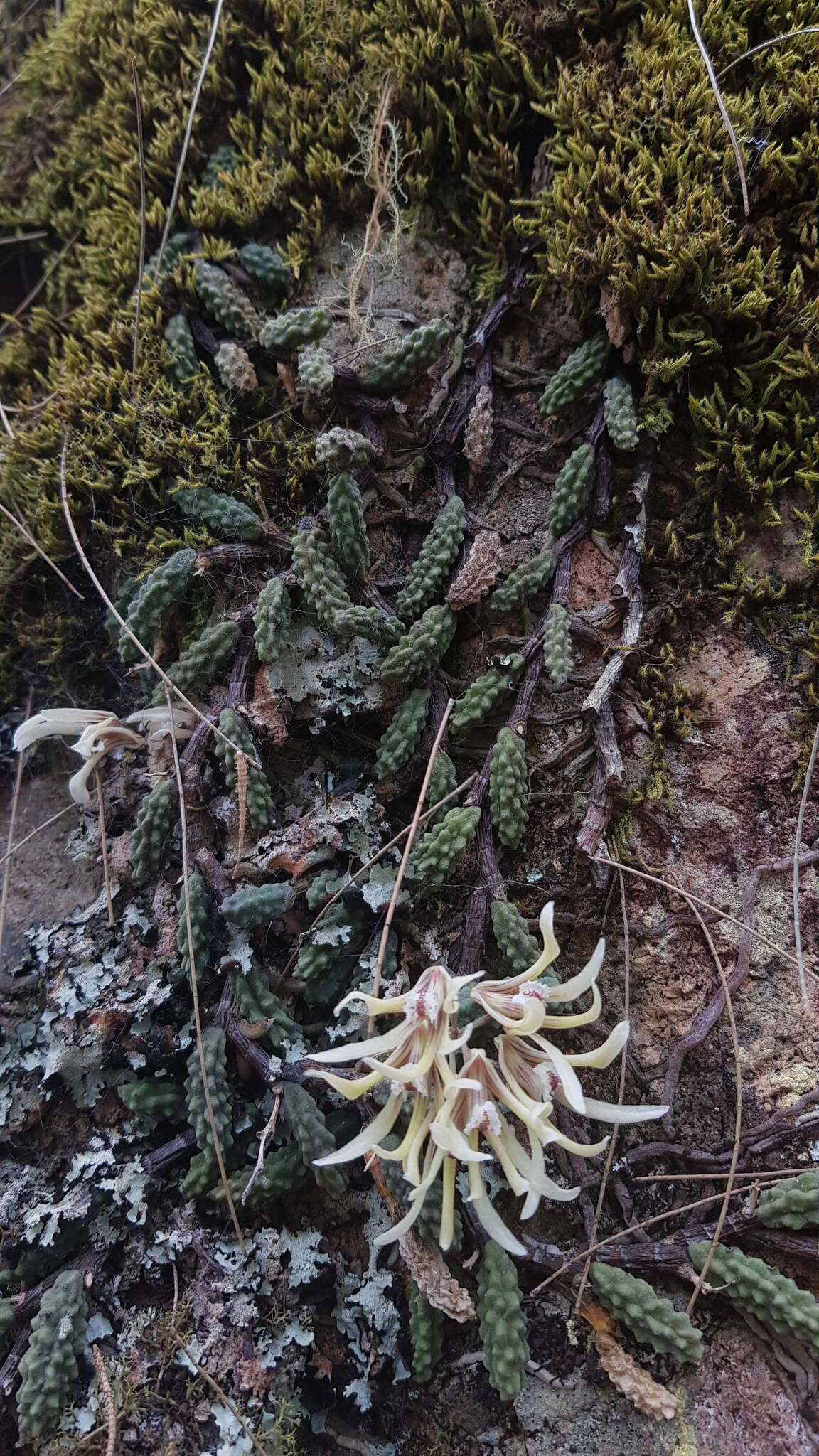 Image of Cucumber orchid