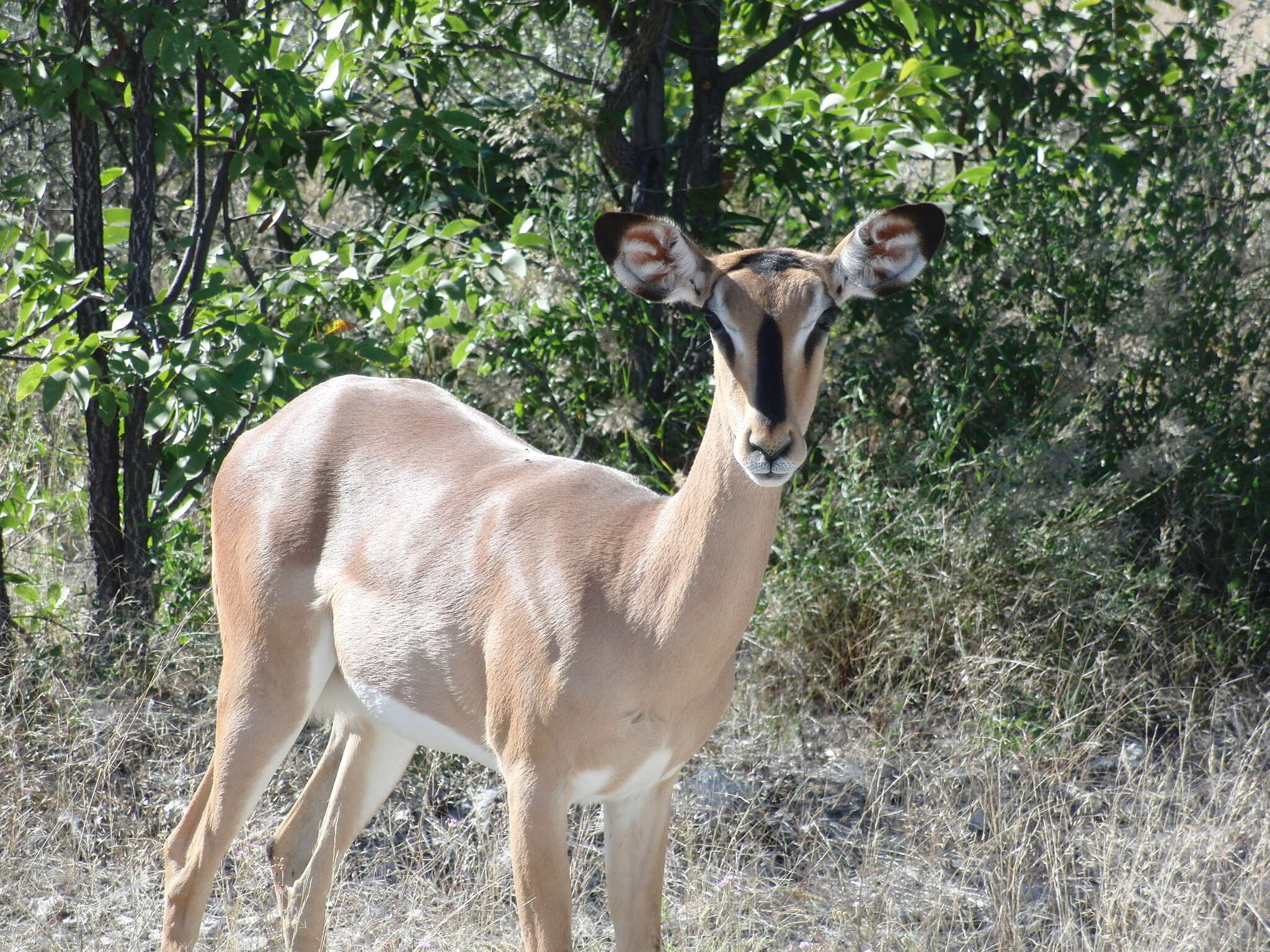 Image of Black-faced Impala