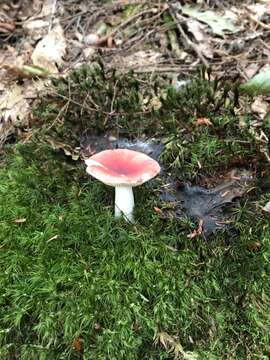 Image of Russula silvicola Shaffer 1975