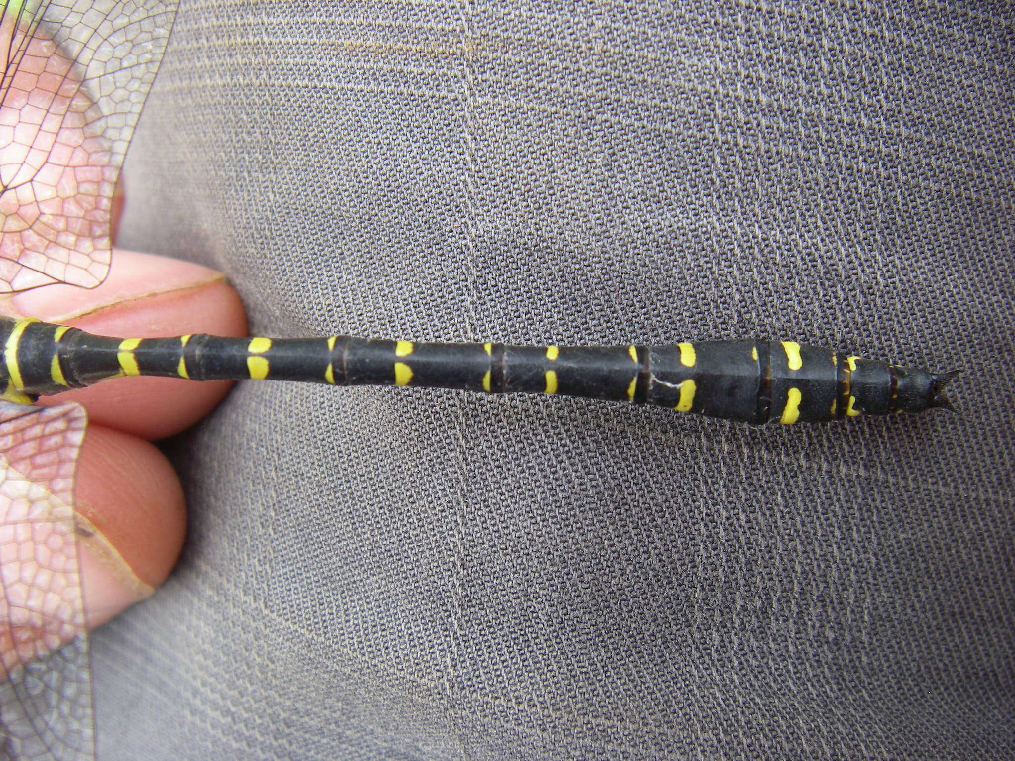 Image of golden-ringed dragonfly