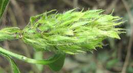 Image of Yellow justicia