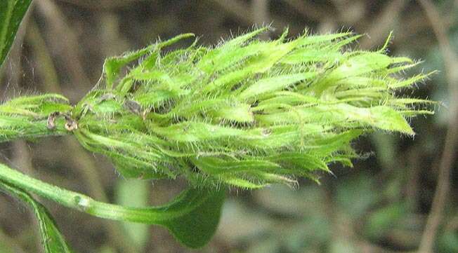 Image of Yellow justicia