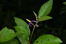 Image of Solanum subinerme Jacq.