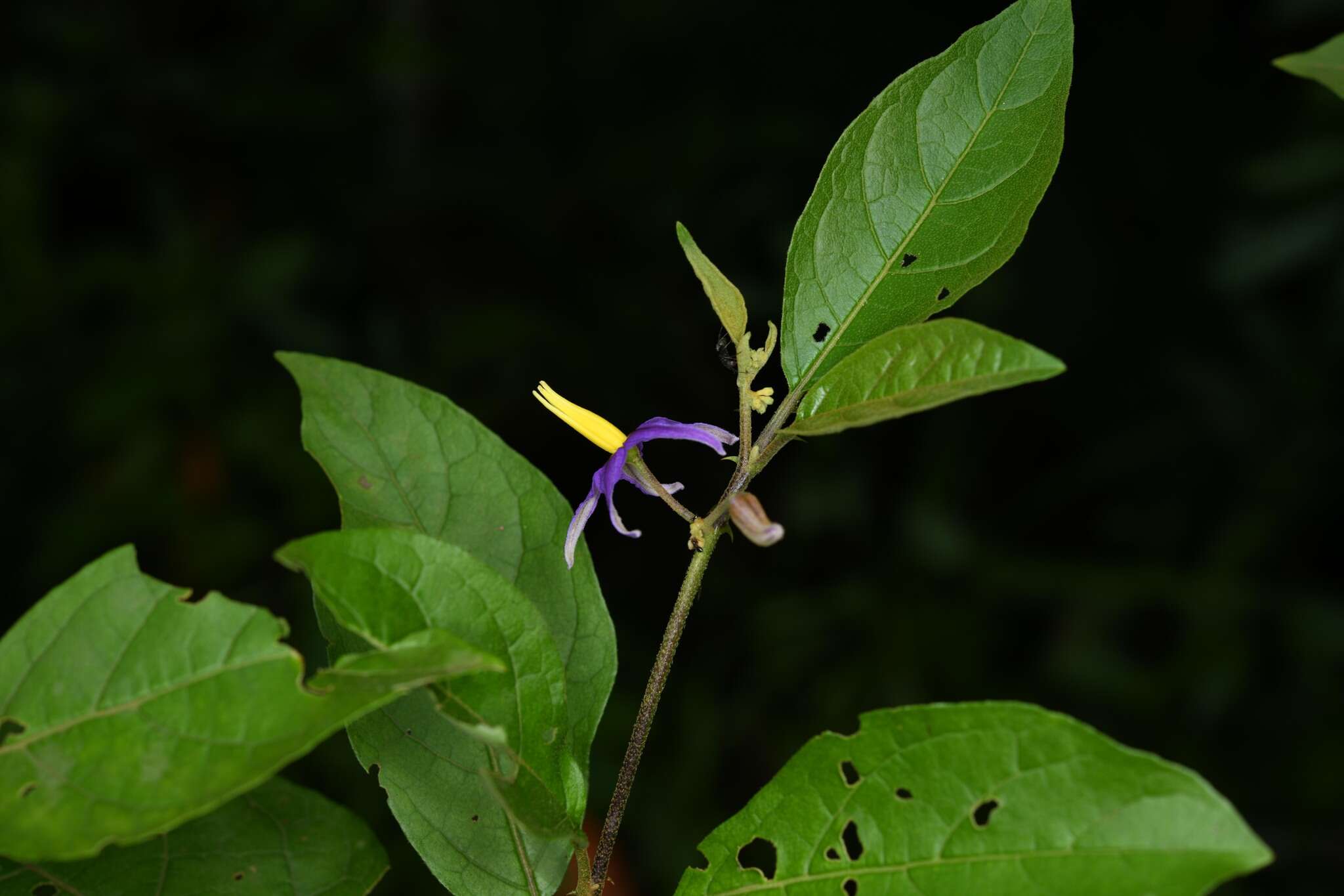 Image of Solanum subinerme Jacq.