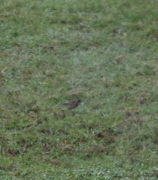 Image of Streaky Seedeater