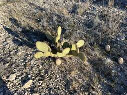 Opuntia strigil Engelm. resmi