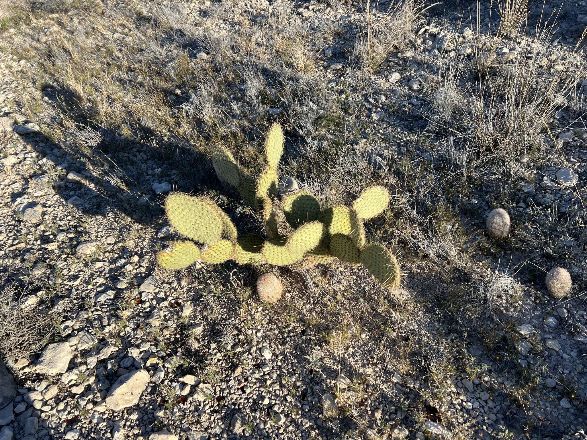 Sivun Opuntia strigil Engelm. kuva