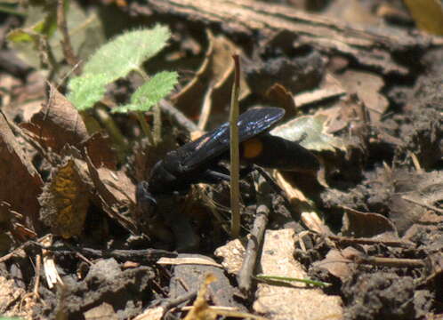 صورة Psorthaspis brimleyi (Malloch 1928)