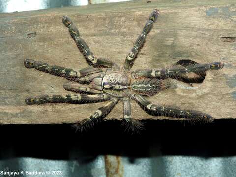 Image of Fringed Ornamental Tarantula