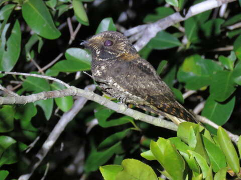 Image of Yucatan Nightjar