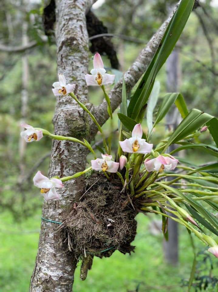 Image of Maxillaria huebschii Rchb. fil.