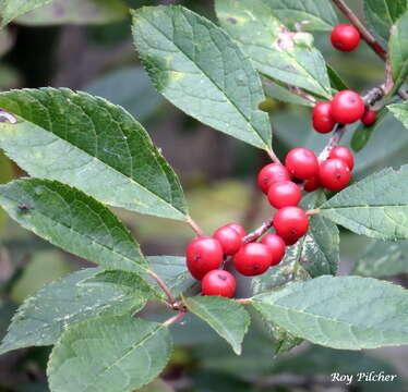 Image of Michigan holly