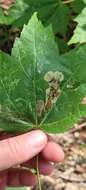 Image of Maple Leafblotch Miner