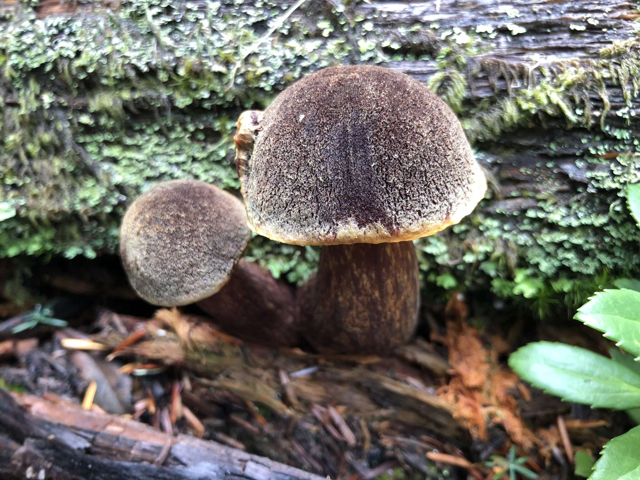 Image of Aureoboletus mirabilis (Murrill) Halling 2015