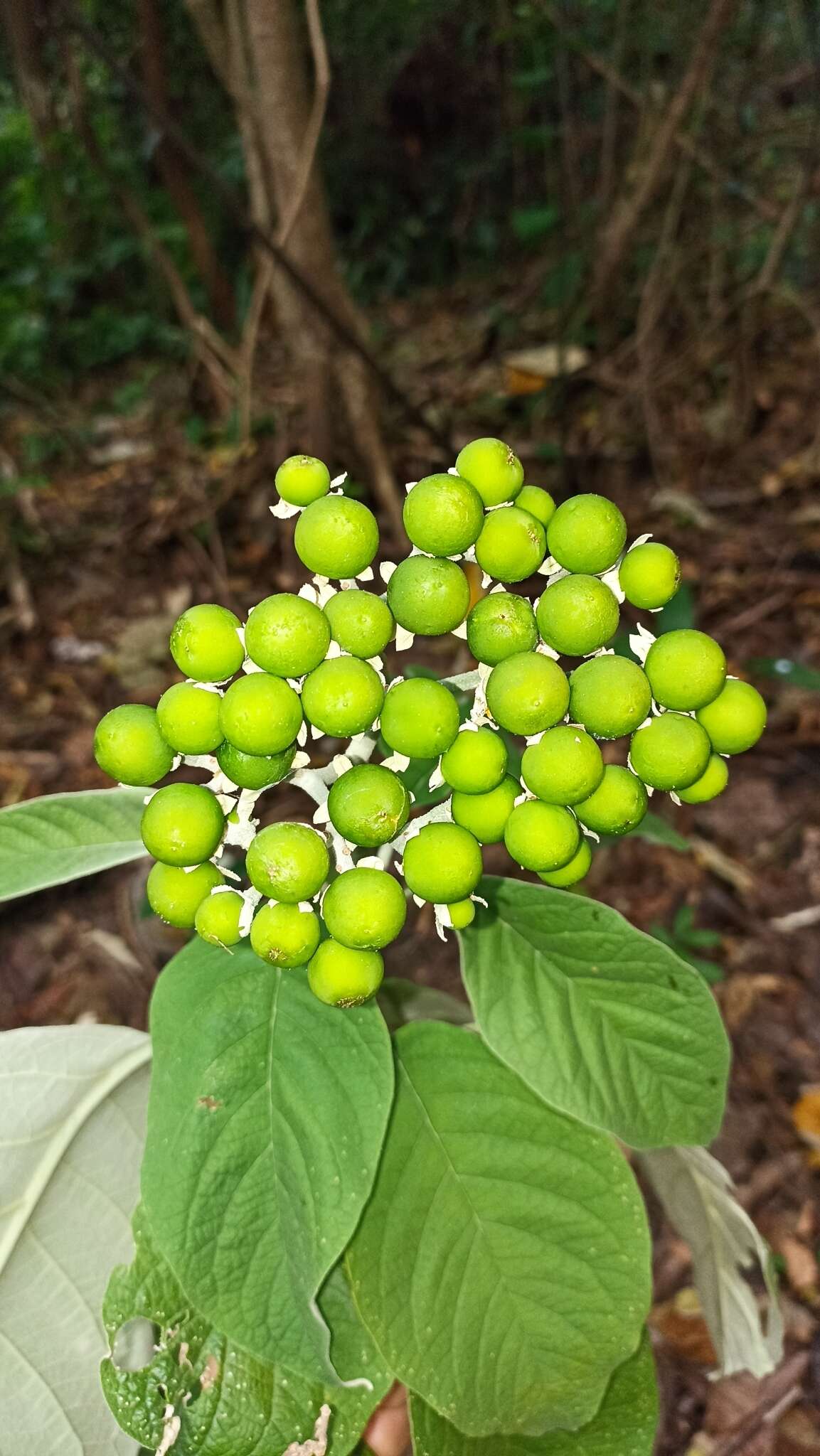 Plancia ëd Solanum hazenii Britton