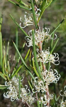 Image of Hakea microcarpa R. Br.