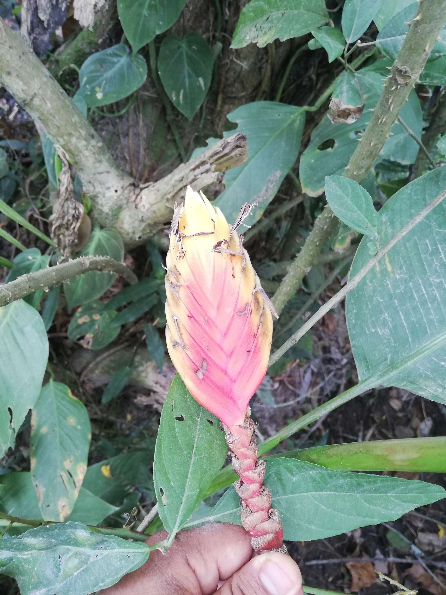 Image of Heliconia episcopalis Vell.