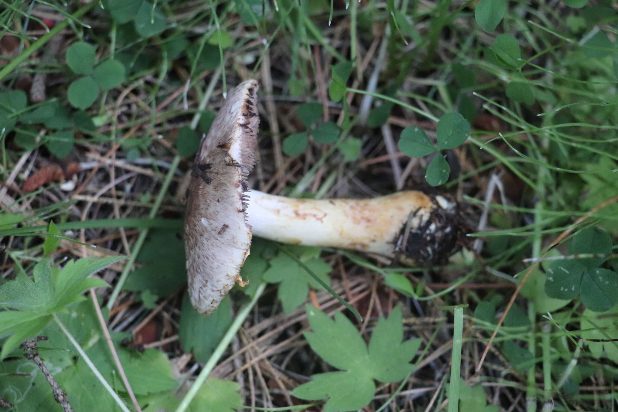 Image of Rosy Wood Mushroom