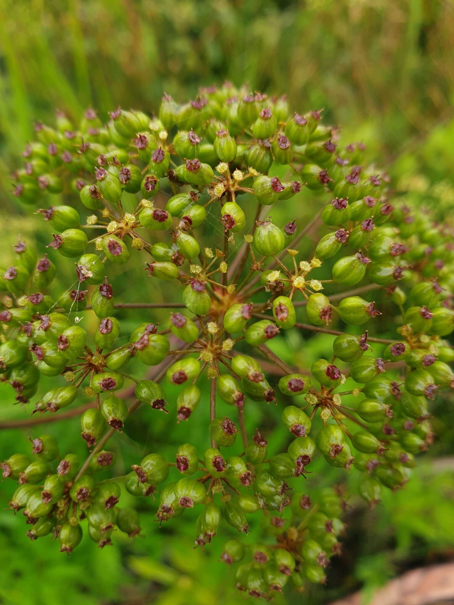 Imagem de Cicuta maculata var. maculata