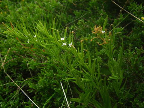 Image of Thesium alpinum L.