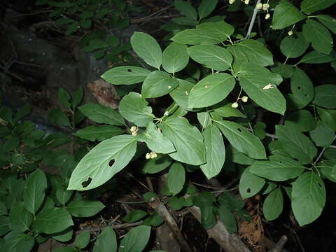 Imagem de Euonymus occidentalis Nutt. ex Torr.