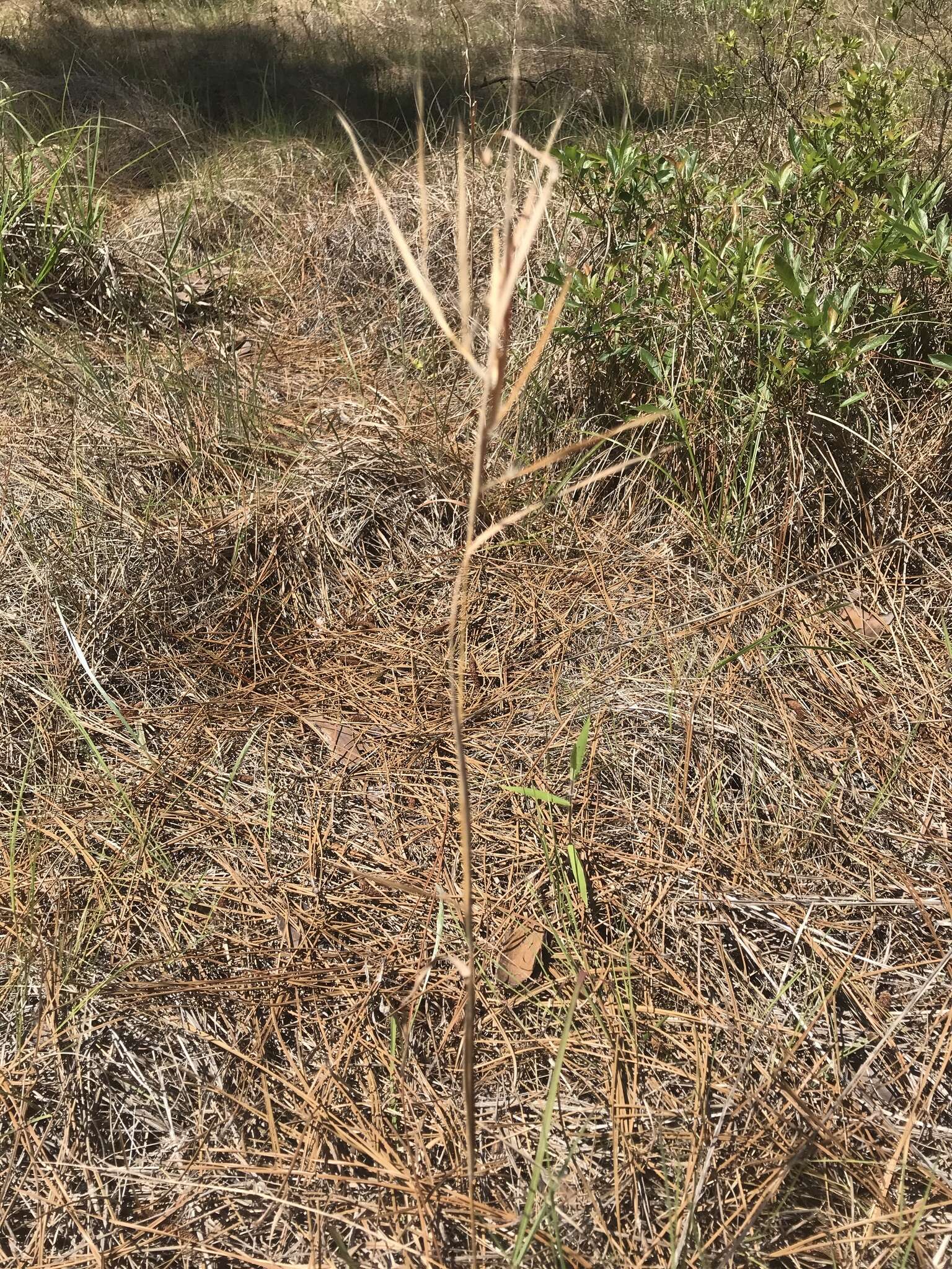 Image of Andropogon gyrans Ashe