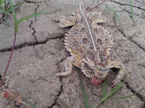 Image of Texas Horned Lizard