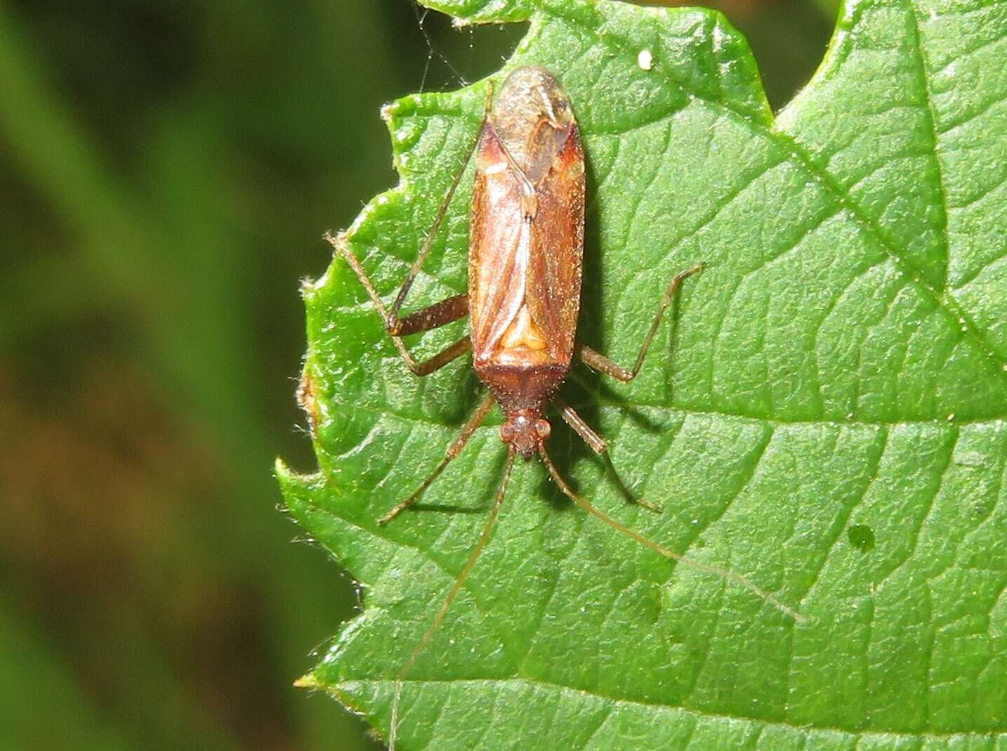 Image of Phytocoris ulmi (Linnaeus 1758)