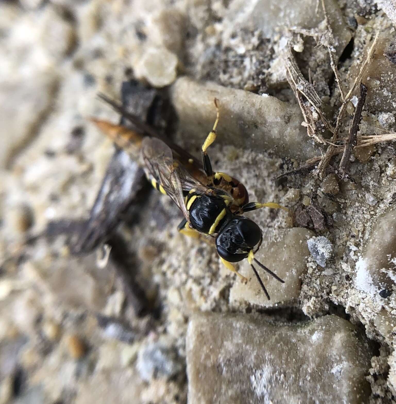 Imagem de Crossocerus nitidiventris (W. Fox 1892)