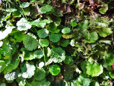 Image de Hydrocotyle pusilla A. Rich.