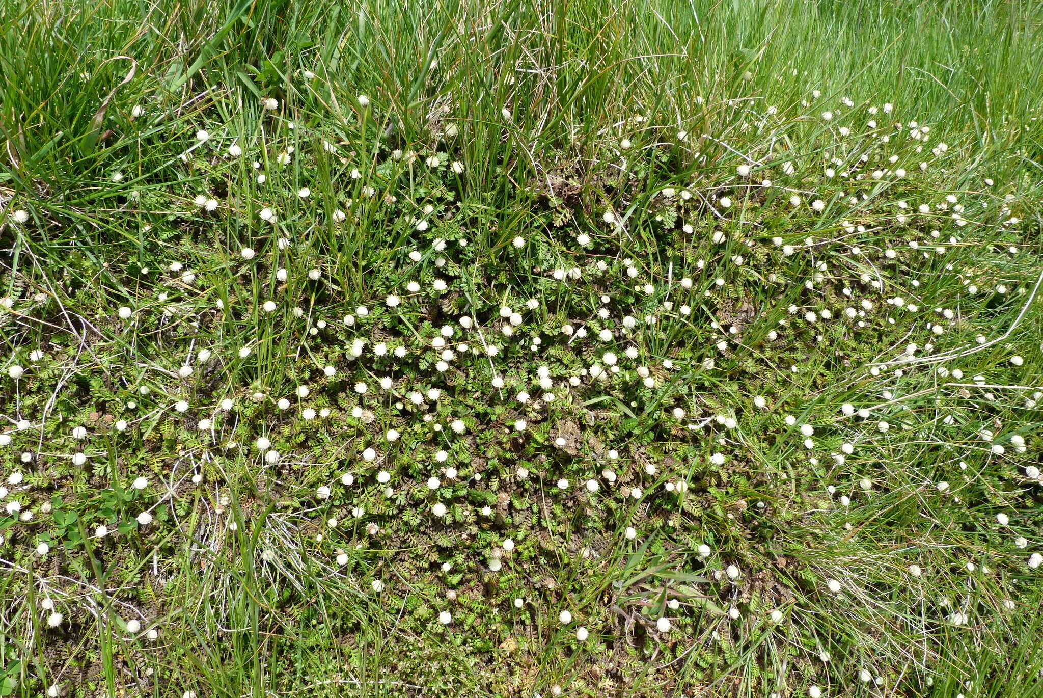 Image of Leptinella minor Hook. fil.