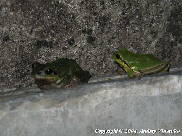 Image of Hyla orientalis Bedriaga 1890