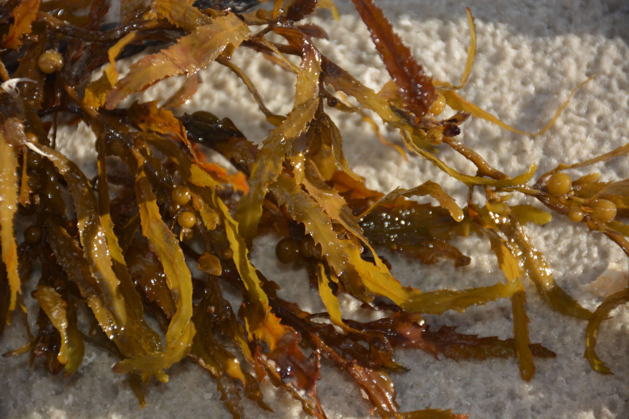 Image of Sargassum fluitans