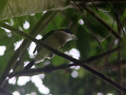 Image of White-mantled Barbet